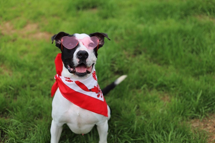 Lazlo, an adoptable American Staffordshire Terrier in Fairhope, AL, 36532 | Photo Image 3