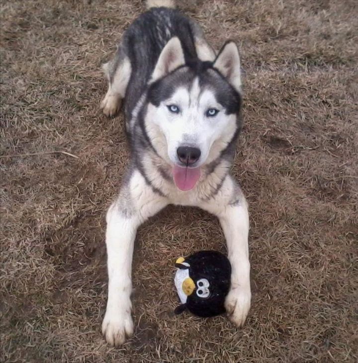 Husky dogs for store adoption