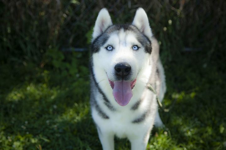 Adopt a 2024 pet husky