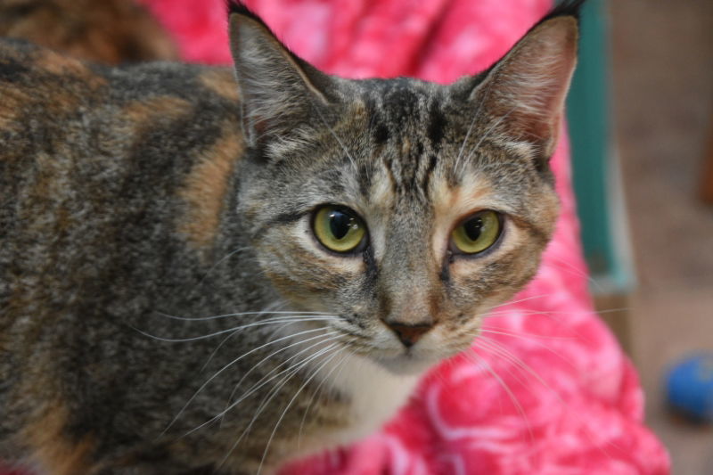 China Cat, an adoptable American Shorthair in Naples, FL, 34116 | Photo Image 1