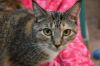 China Cat photo 1