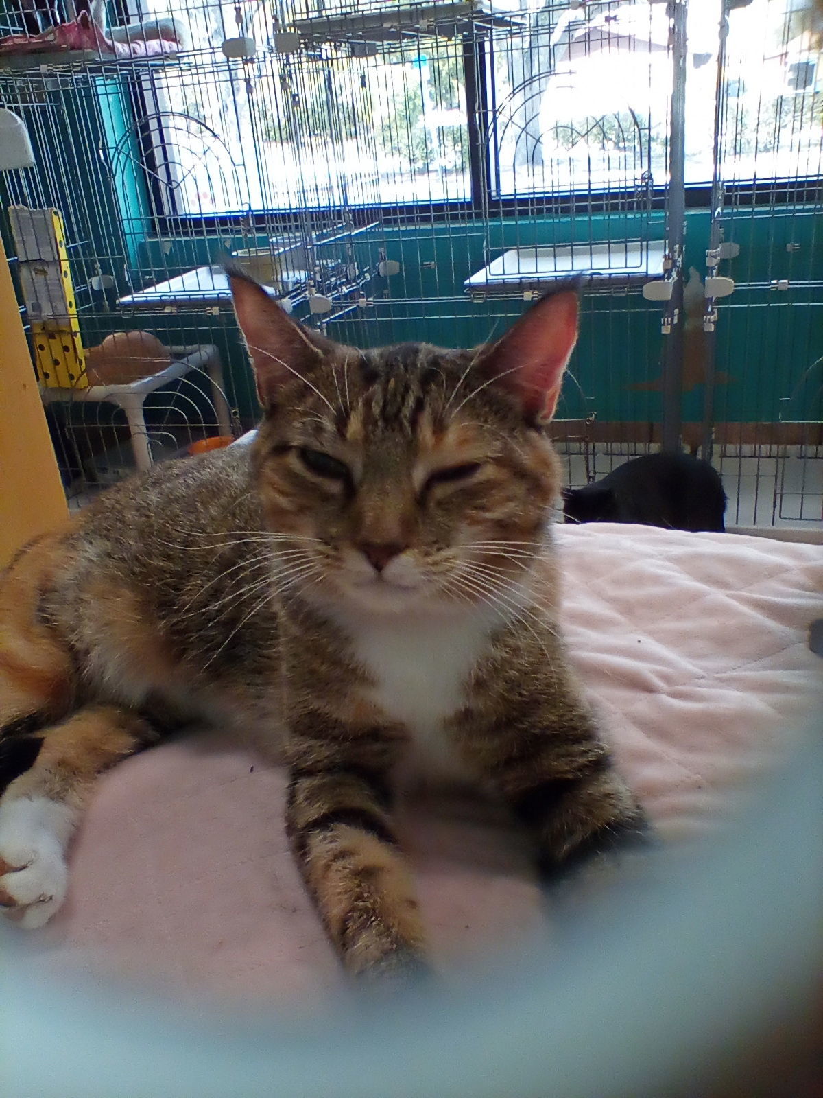 China Cat, an adoptable American Shorthair in Naples, FL, 34116 | Photo Image 2