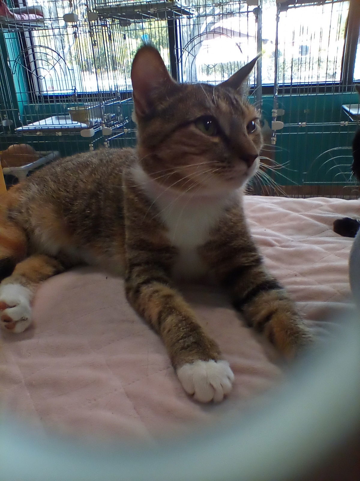 China Cat, an adoptable American Shorthair in Naples, FL, 34116 | Photo Image 3