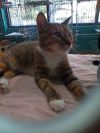 China Cat photo 3