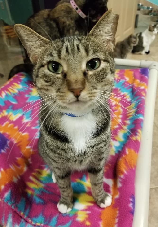 Buck, an adoptable American Shorthair in Naples, FL, 34116 | Photo Image 1