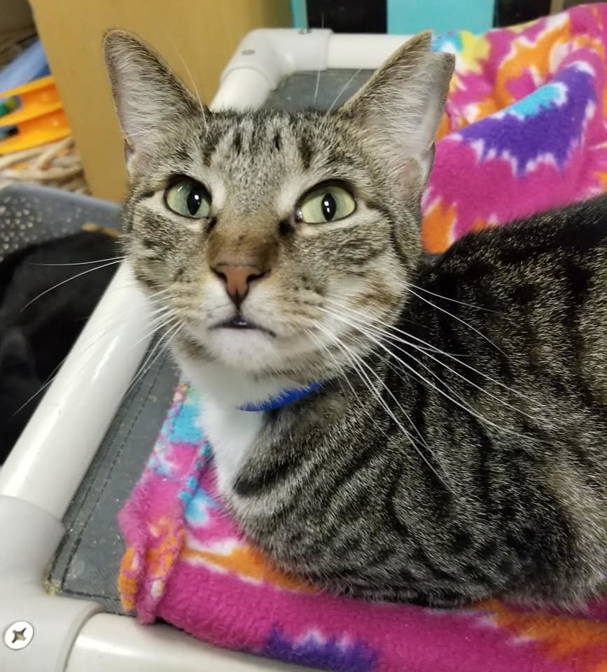 Buck, an adoptable American Shorthair in Naples, FL, 34116 | Photo Image 2