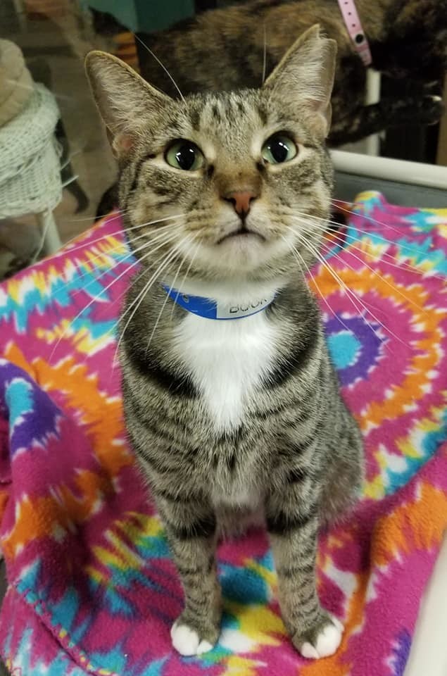 Buck, an adoptable American Shorthair in Naples, FL, 34116 | Photo Image 3