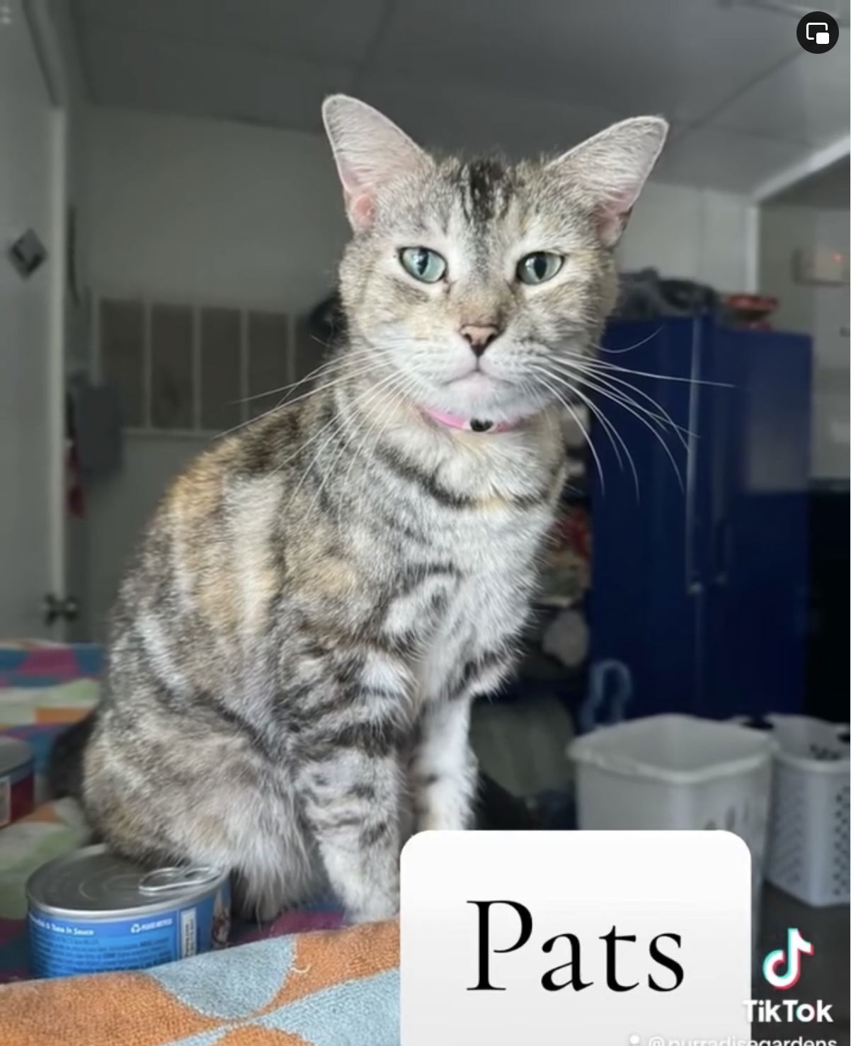 Pats, an adoptable Tabby in Naples, FL, 34116 | Photo Image 1