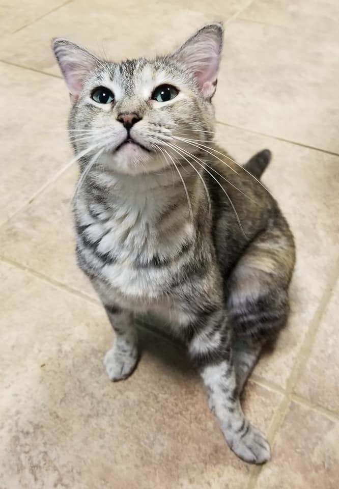 Pats, an adoptable Tabby in Naples, FL, 34116 | Photo Image 2