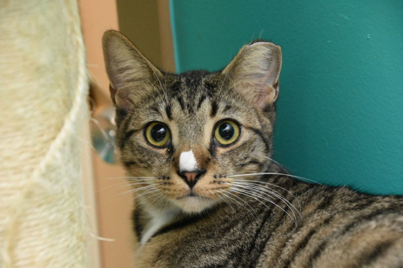 Gus, an adoptable American Shorthair in Naples, FL, 34116 | Photo Image 1