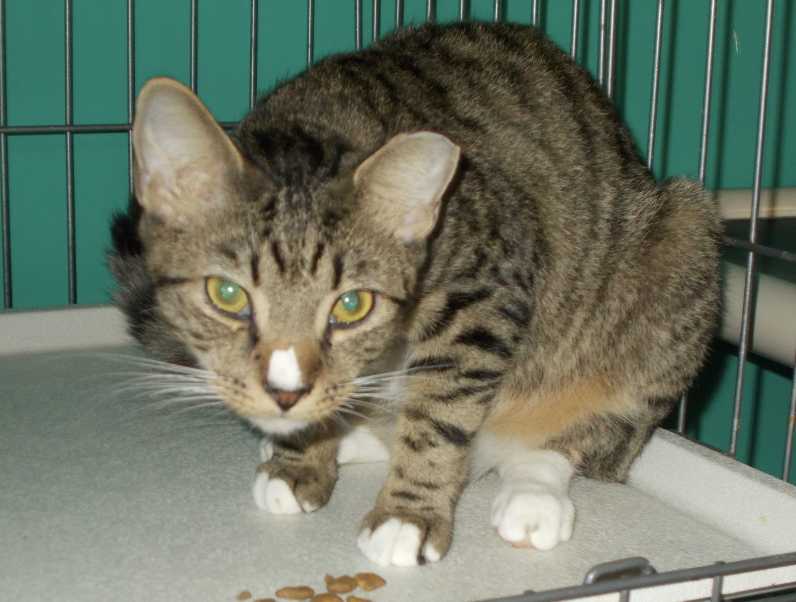 Gus, an adoptable American Shorthair in Naples, FL, 34116 | Photo Image 2