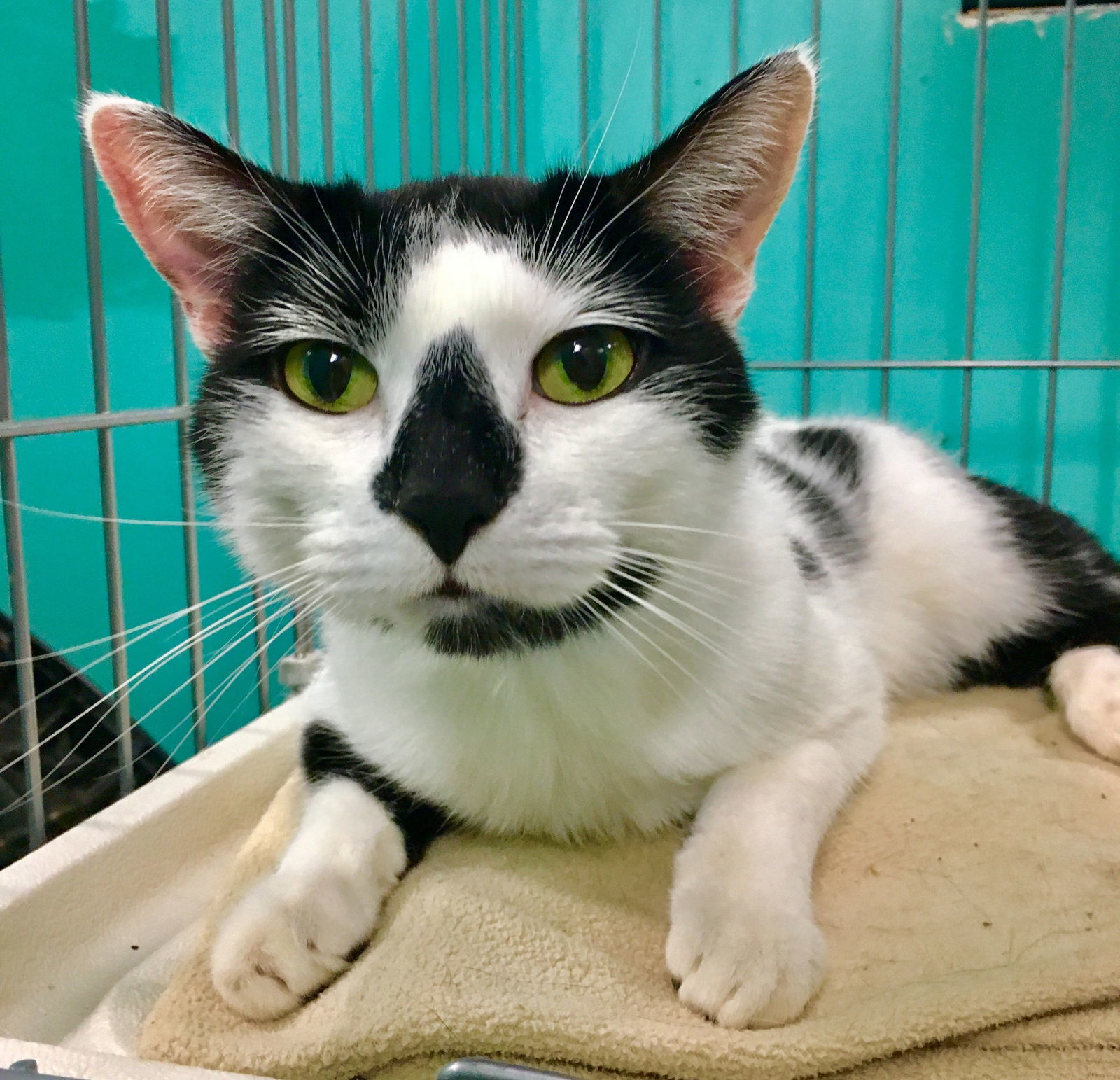 Diego, an adoptable Tuxedo, Domestic Short Hair in Naples, FL, 34116 | Photo Image 1