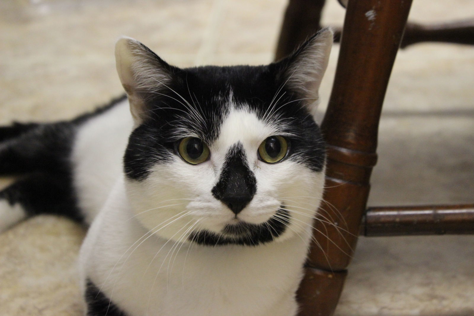 Diego, an adoptable Tuxedo, Domestic Short Hair in Naples, FL, 34116 | Photo Image 2