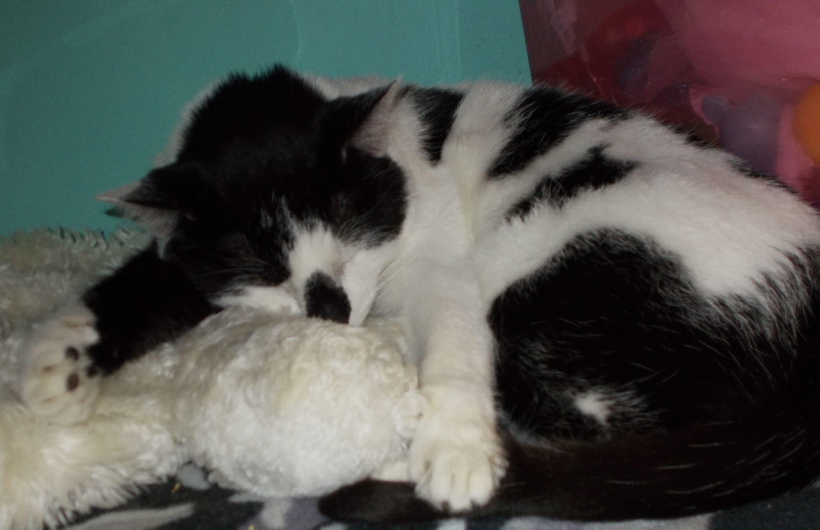 Diego, an adoptable Tuxedo, Domestic Short Hair in Naples, FL, 34116 | Photo Image 3