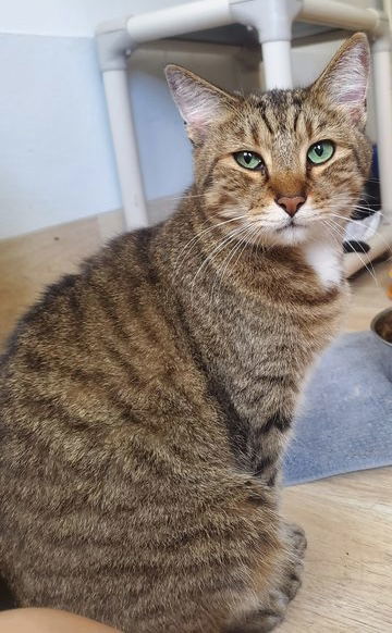 Green Eyes, an adoptable American Shorthair in Naples, FL, 34116 | Photo Image 1