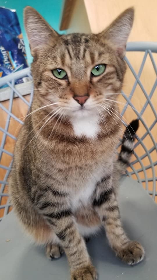 Green Eyes, an adoptable American Shorthair in Naples, FL, 34116 | Photo Image 2