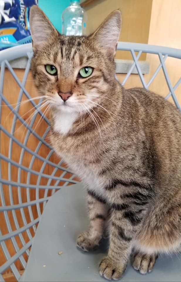 Green Eyes, an adoptable American Shorthair in Naples, FL, 34116 | Photo Image 3