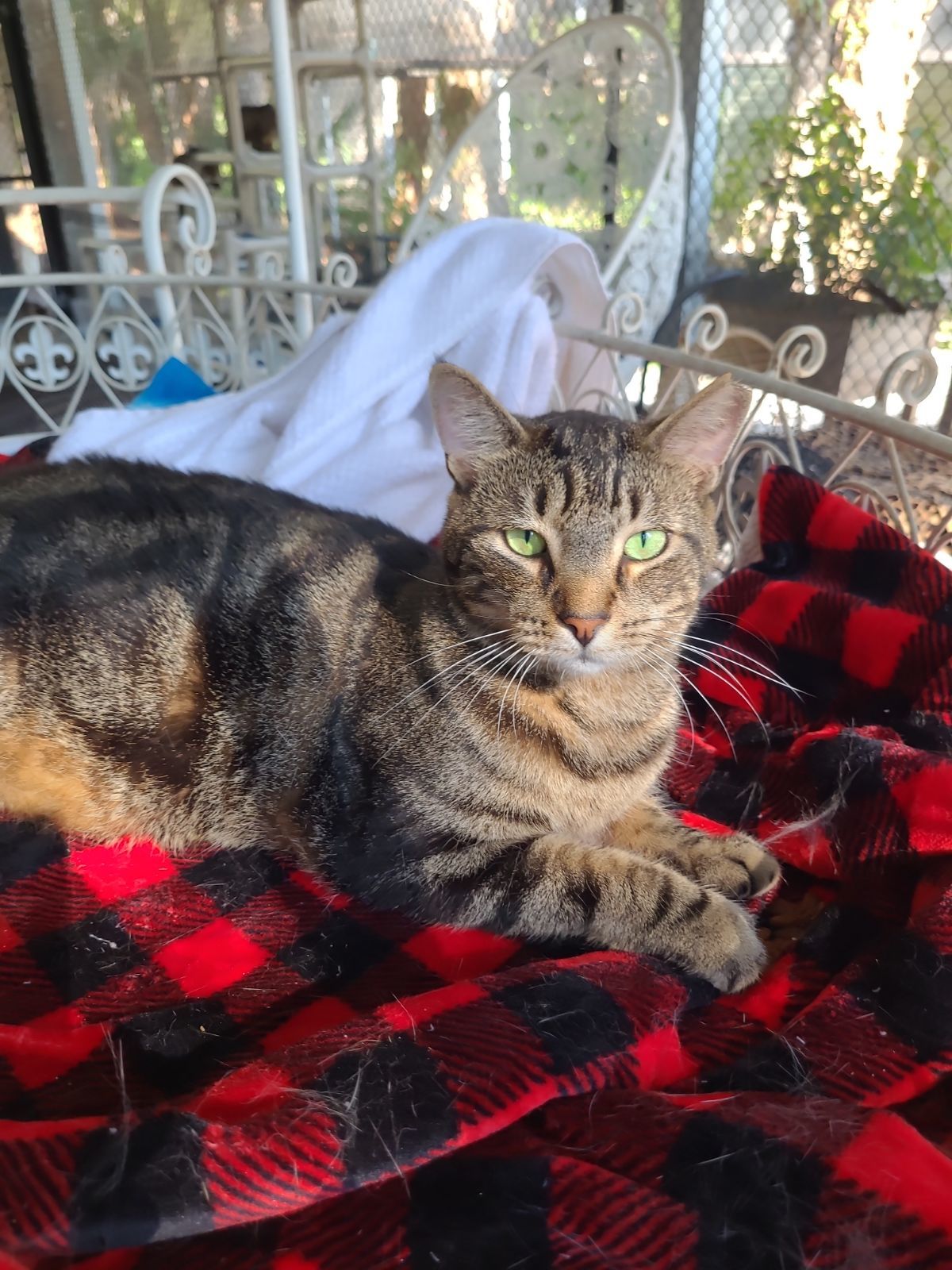 Marbles, an adoptable American Shorthair in Naples, FL, 34116 | Photo Image 1