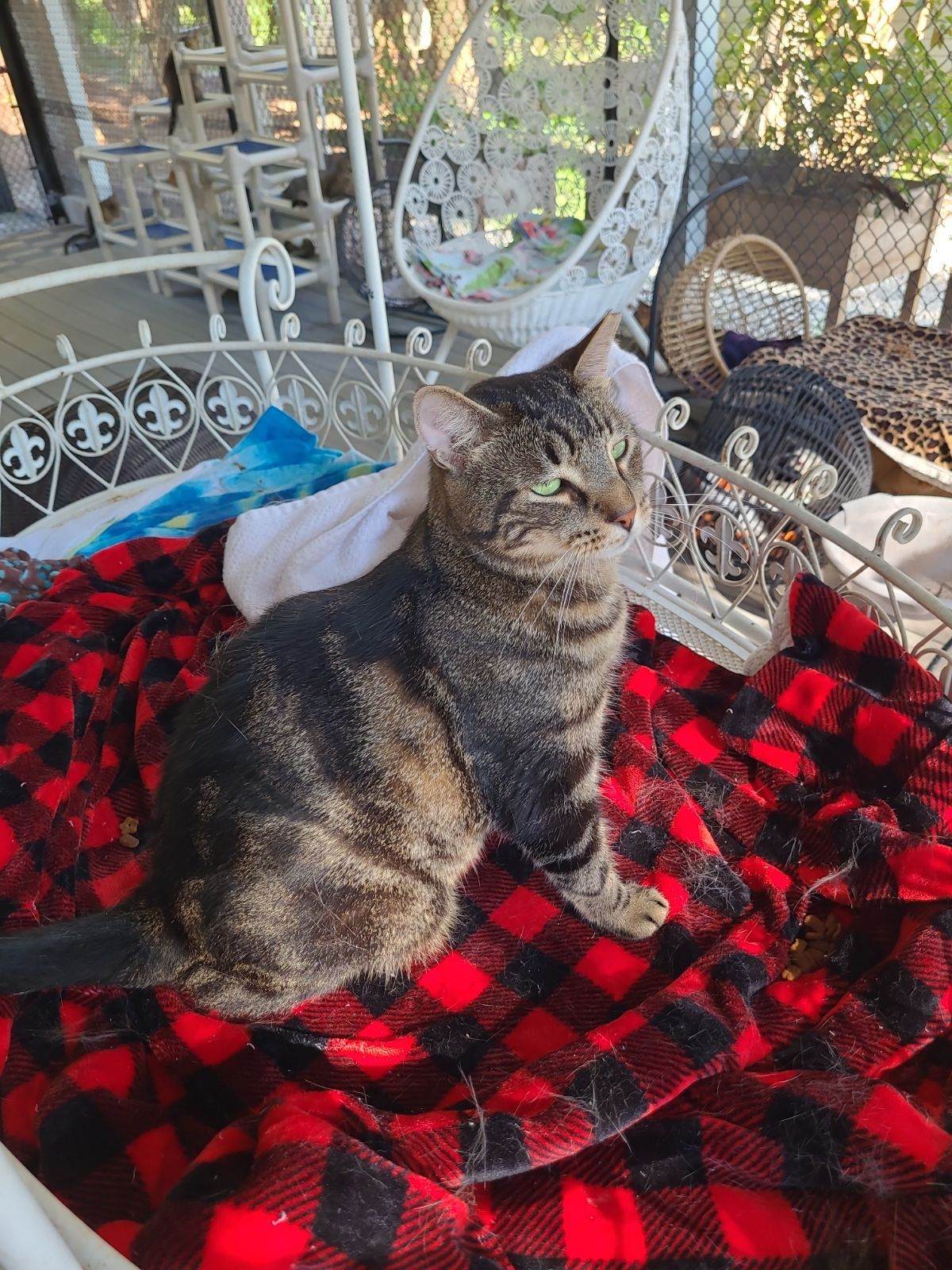 Marbles, an adoptable American Shorthair in Naples, FL, 34116 | Photo Image 2