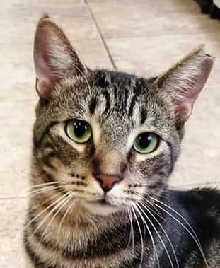 Marbles, an adoptable American Shorthair in Naples, FL, 34116 | Photo Image 3