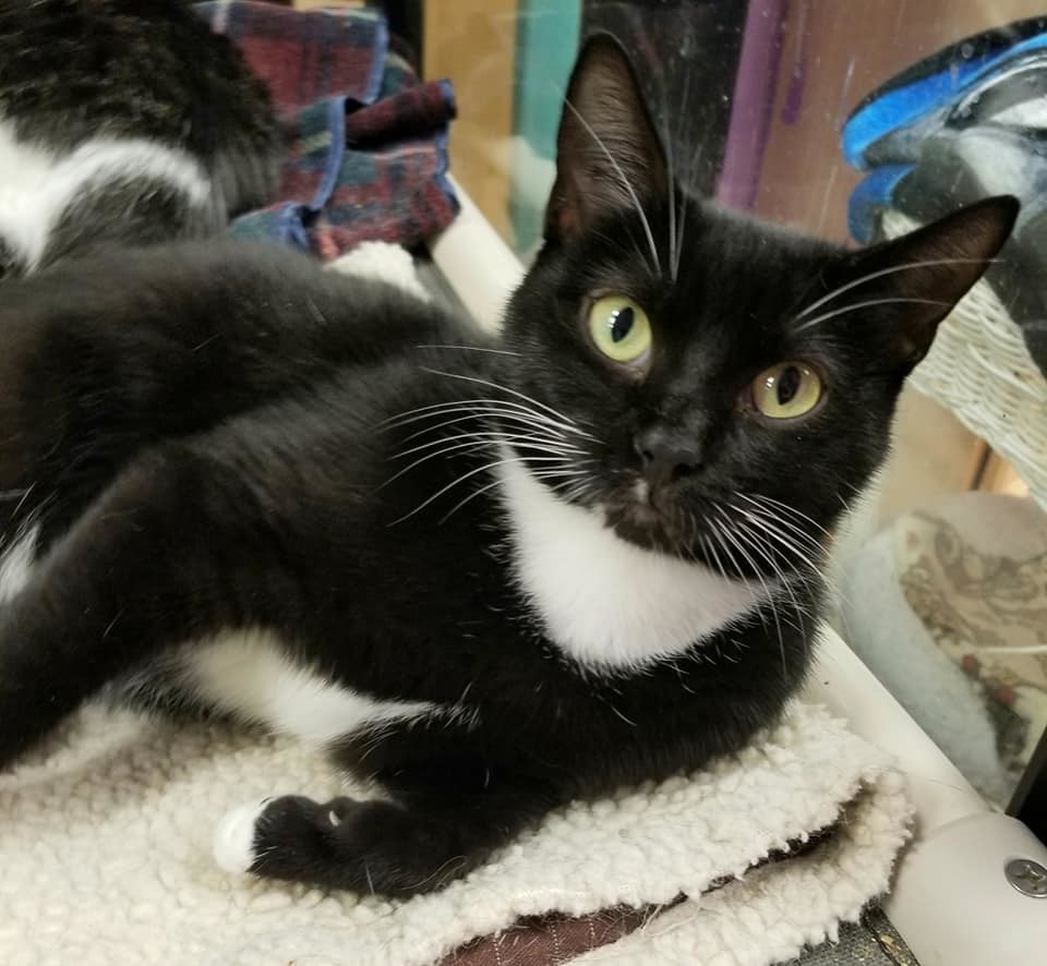 Trixie, an adoptable Tuxedo in Naples, FL, 34116 | Photo Image 2