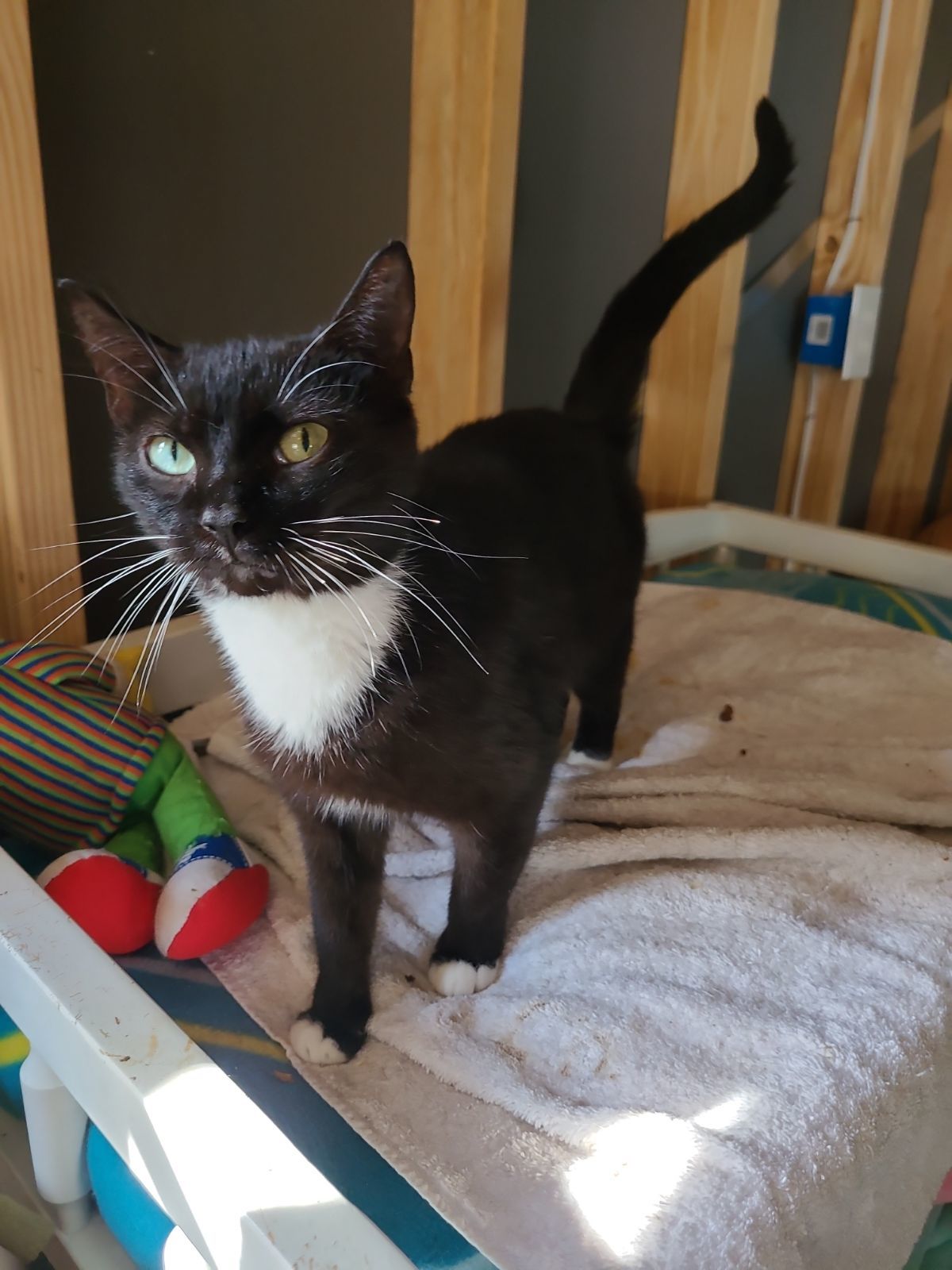 Trixie, an adoptable Tuxedo in Naples, FL, 34116 | Photo Image 3