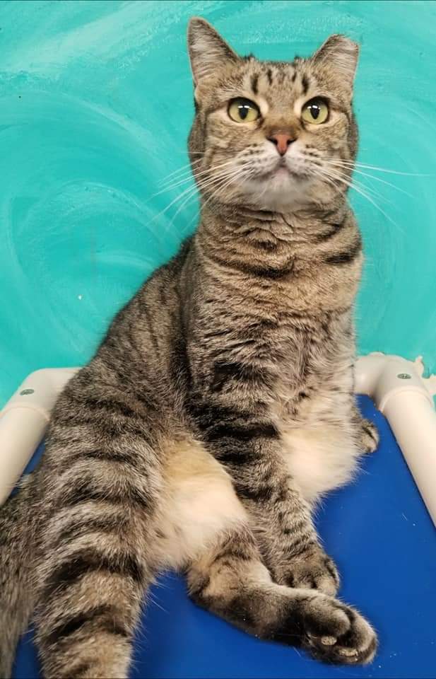 Skooter, an adoptable American Shorthair in Naples, FL, 34116 | Photo Image 2