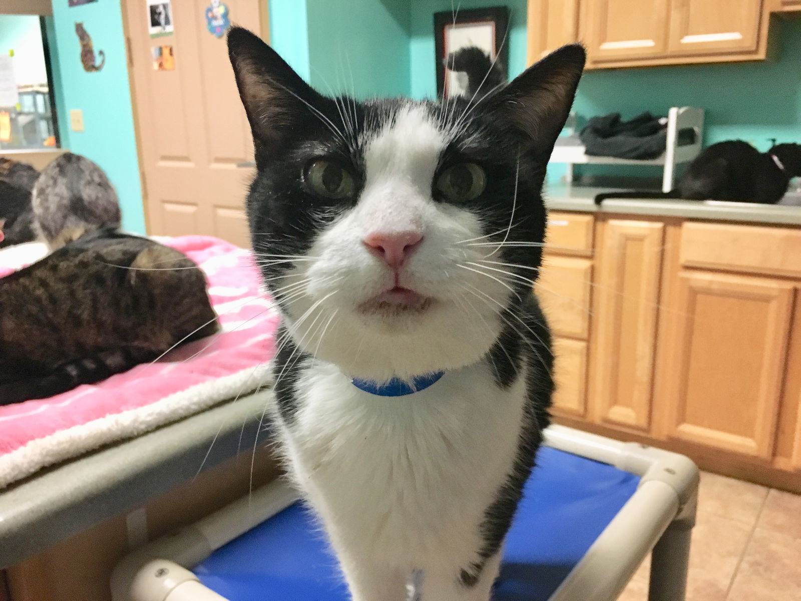 Sammy, an adoptable Tuxedo in Naples, FL, 34116 | Photo Image 1