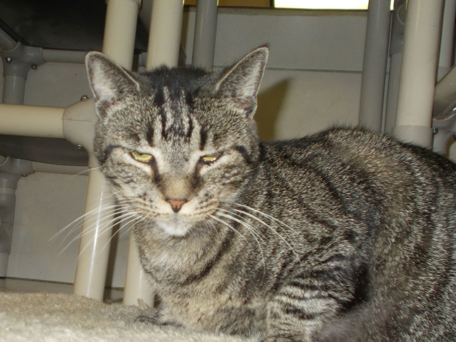 Nikki, an adoptable American Shorthair in Naples, FL, 34116 | Photo Image 1