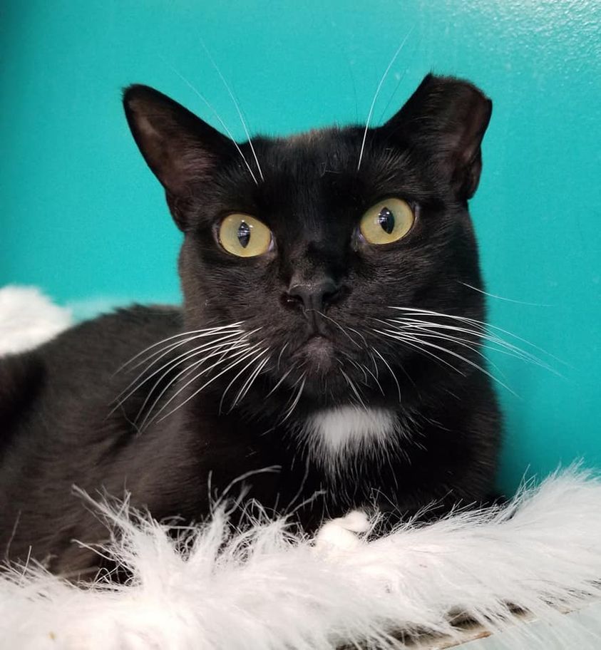 Essie, an adoptable American Shorthair in Naples, FL, 34116 | Photo Image 1