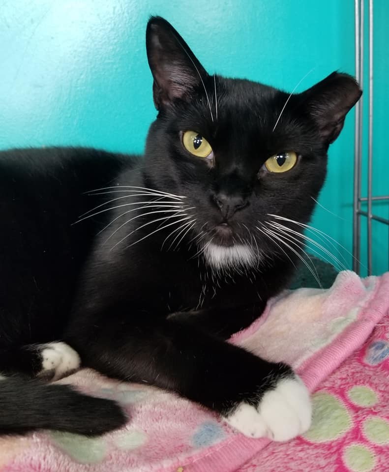 Essie, an adoptable American Shorthair in Naples, FL, 34116 | Photo Image 2