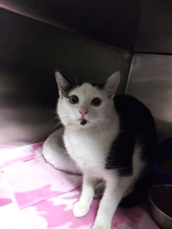 Manny, an adoptable American Shorthair in Naples, FL, 34116 | Photo Image 1