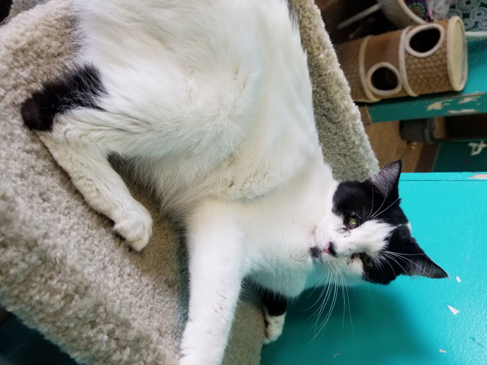 Romeo, an adoptable American Shorthair in Naples, FL, 34116 | Photo Image 1