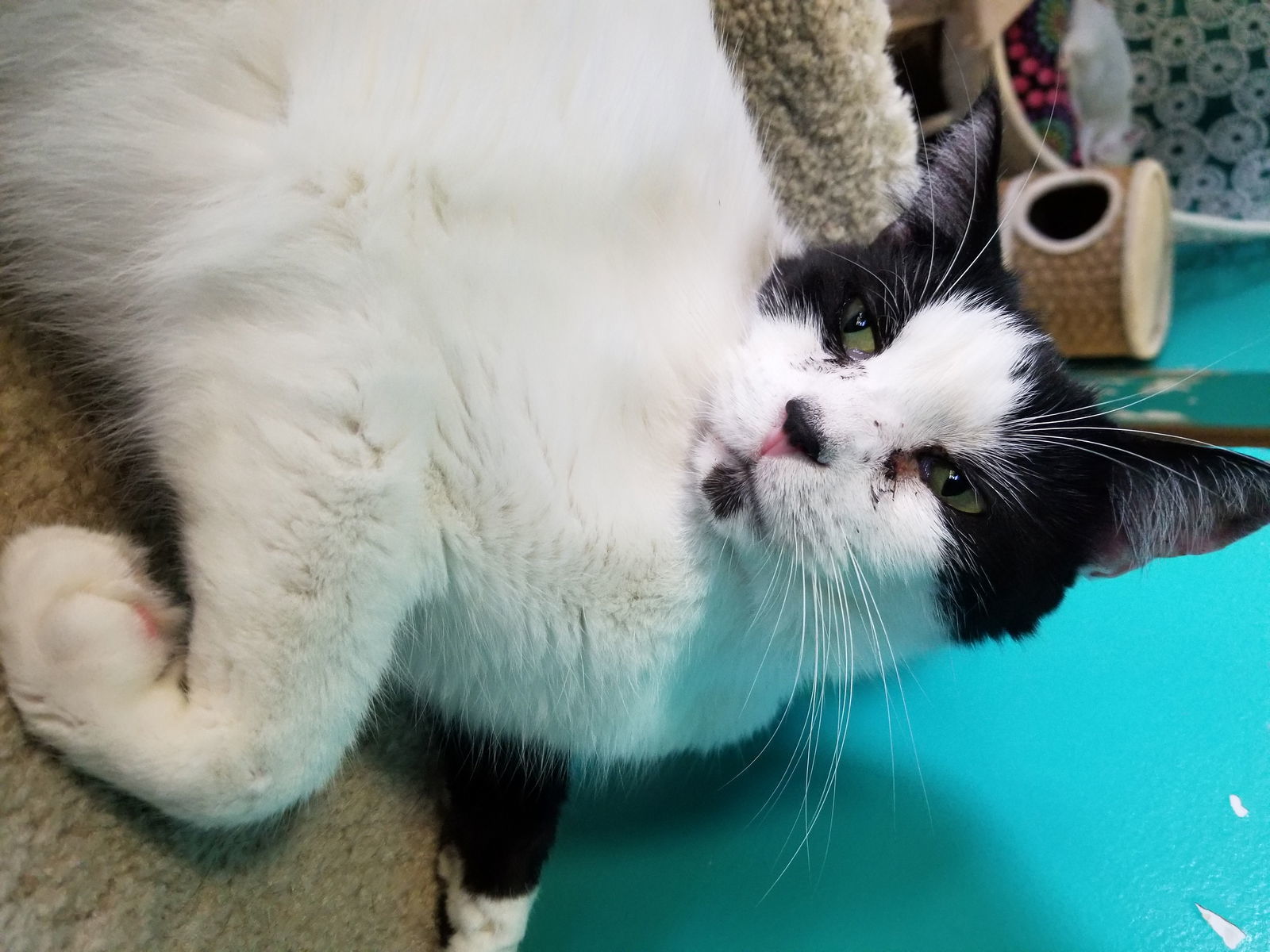 Romeo, an adoptable American Shorthair in Naples, FL, 34116 | Photo Image 2