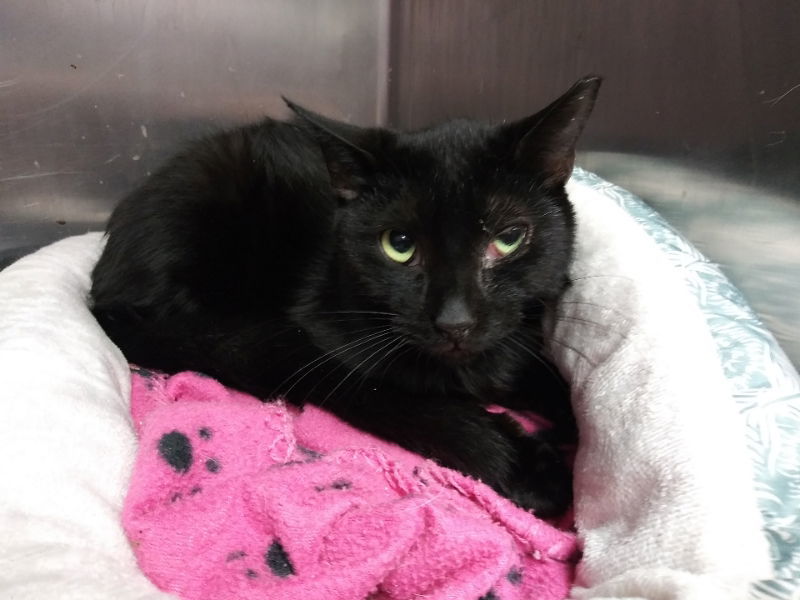 Marco, an adoptable American Shorthair in Naples, FL, 34116 | Photo Image 1