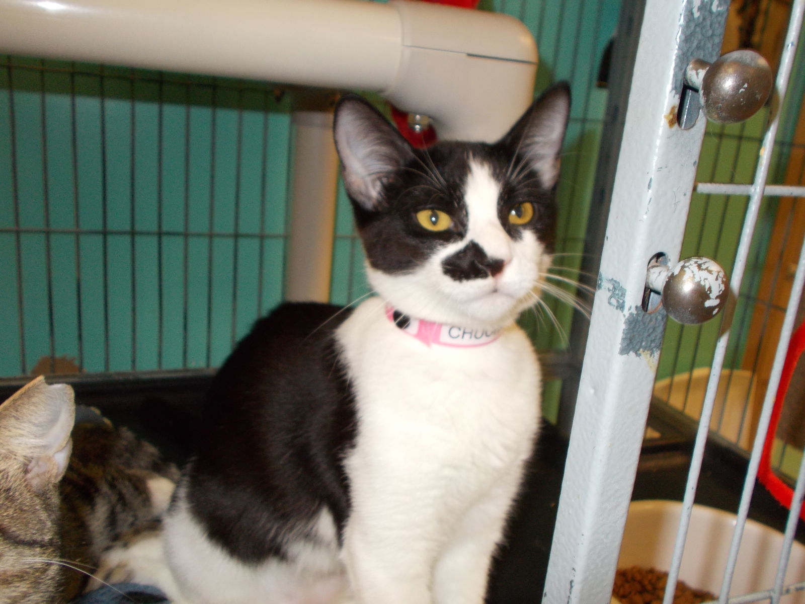 Chuckles, an adoptable American Shorthair in Naples, FL, 34116 | Photo Image 1