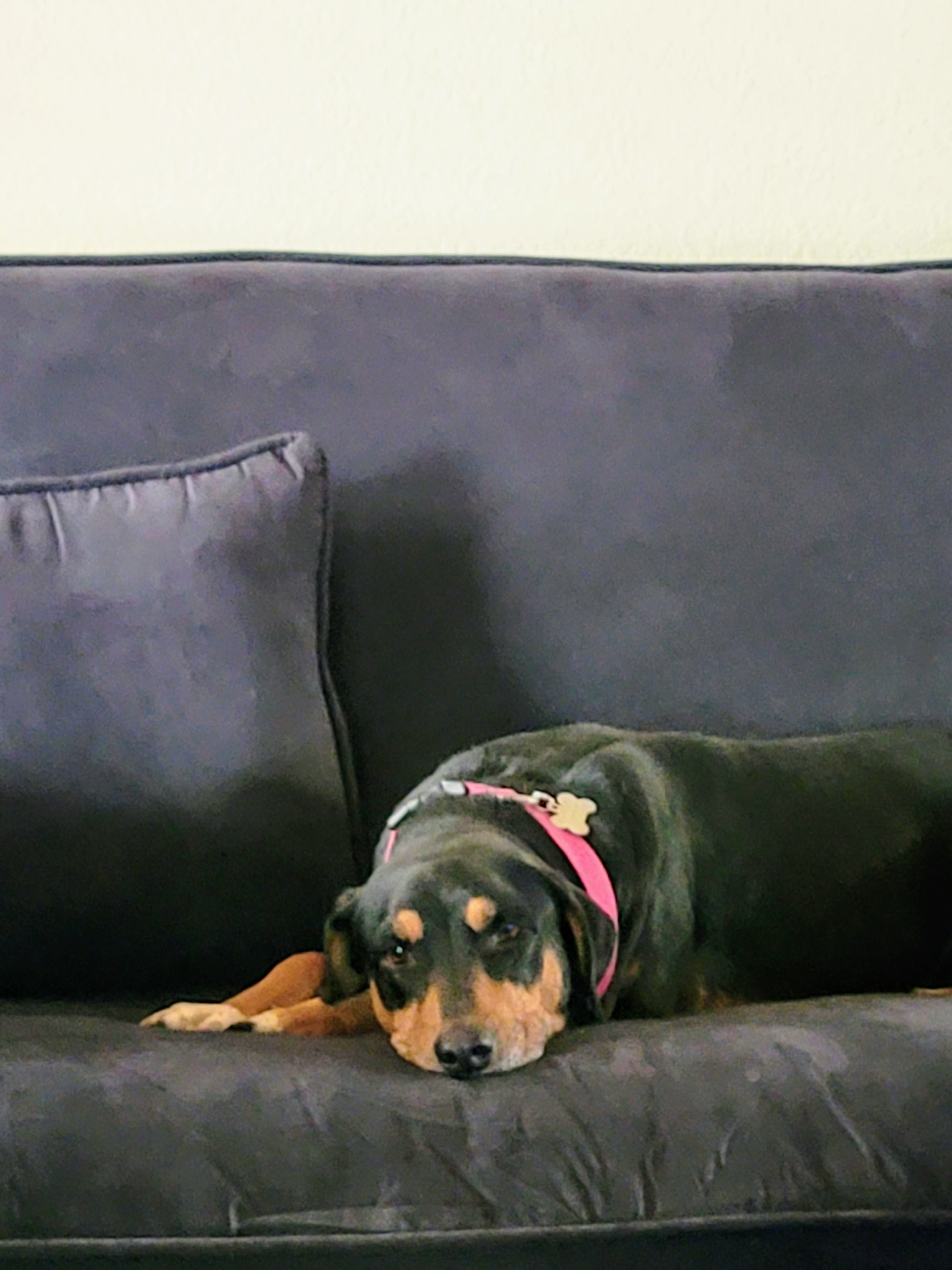 Cora, an adoptable Retriever, Labrador Retriever in Evergreen, CO, 80437 | Photo Image 3
