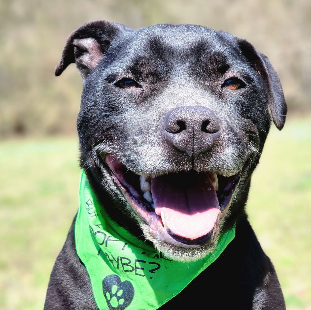 Cosmo, an adoptable Mixed Breed in Anniston, AL, 36201 | Photo Image 1