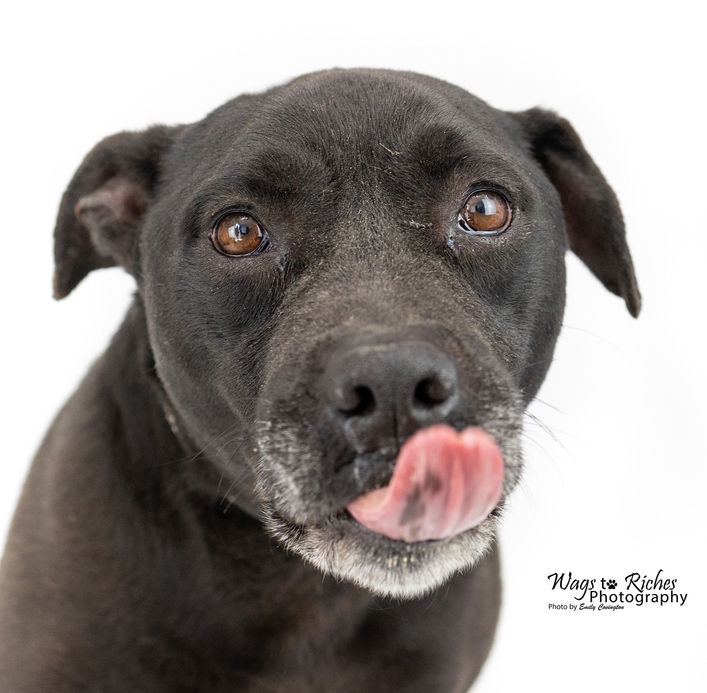 Cosmo, an adoptable Mixed Breed in Anniston, AL, 36201 | Photo Image 2