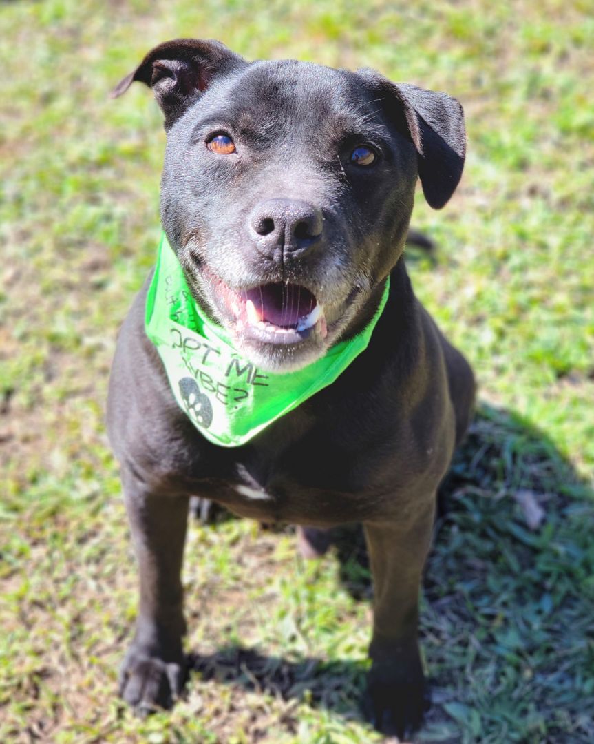 Cosmo, an adoptable Mixed Breed in Anniston, AL, 36201 | Photo Image 3