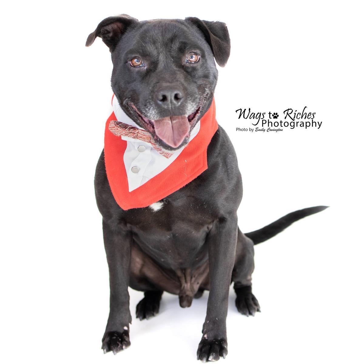 Cosmo, an adoptable Mixed Breed in Anniston, AL, 36201 | Photo Image 6