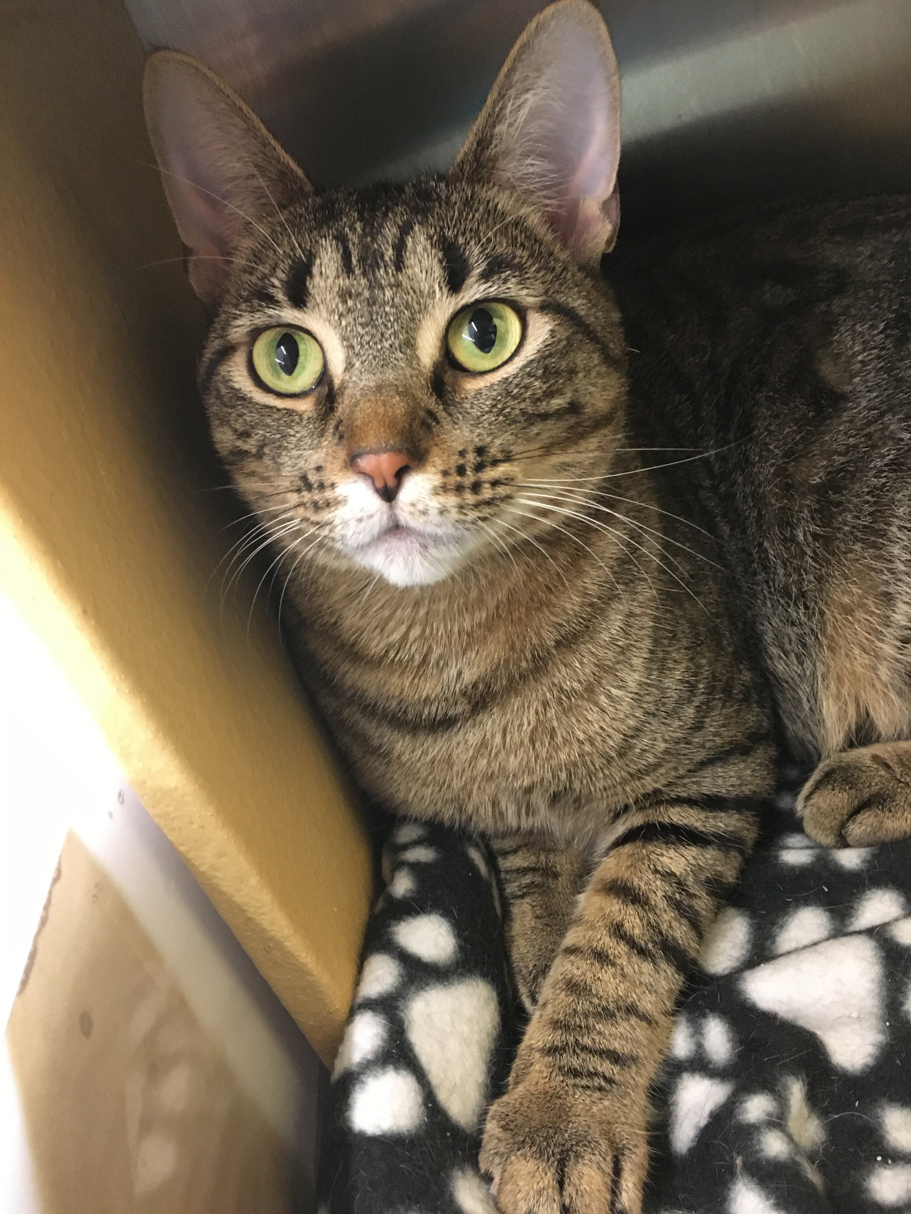 Eclair, an adoptable Tabby, Domestic Short Hair in Solon, OH, 44139 | Photo Image 2
