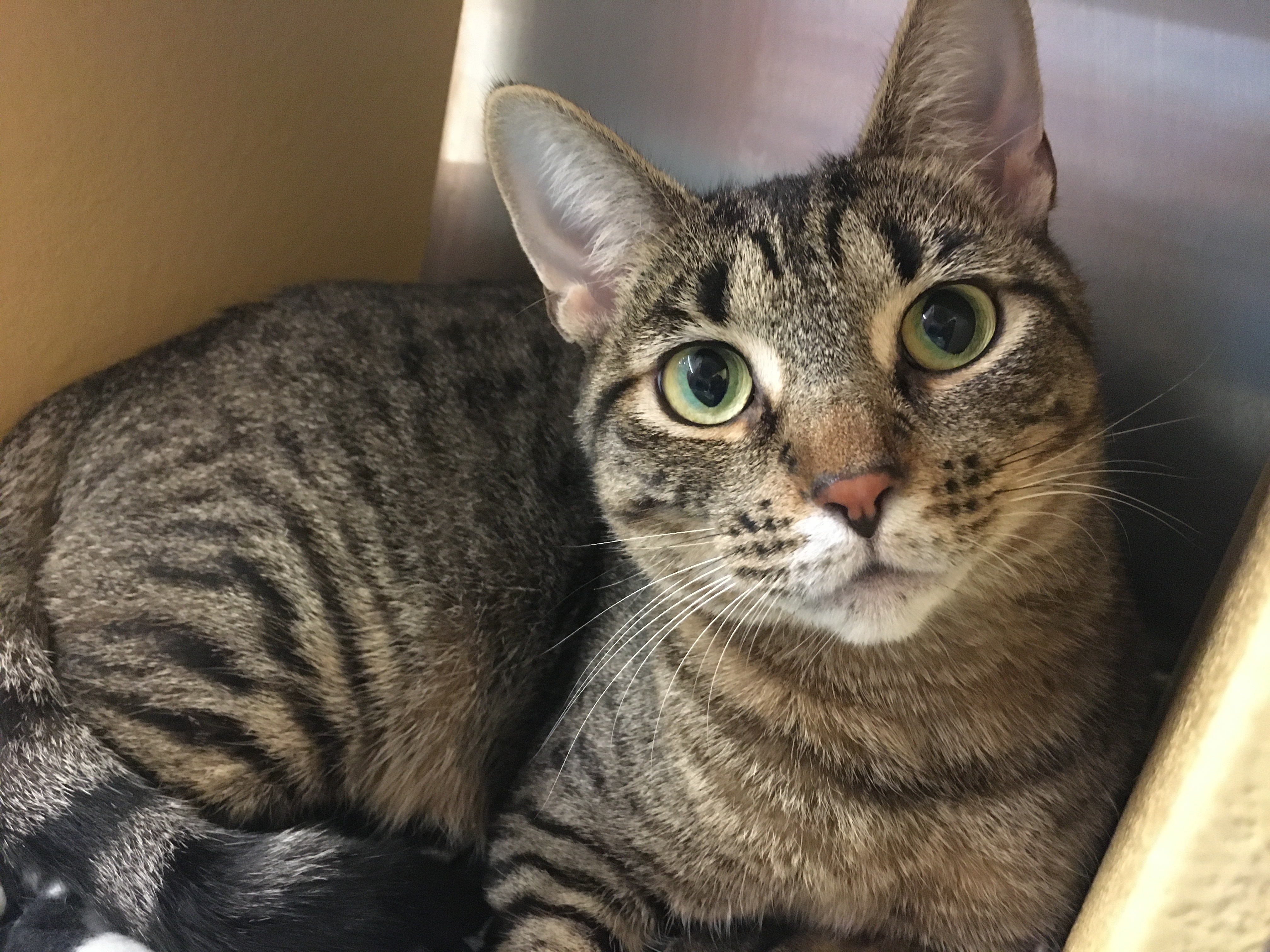 Eclair, an adoptable Tabby, Domestic Short Hair in Solon, OH, 44139 | Photo Image 1