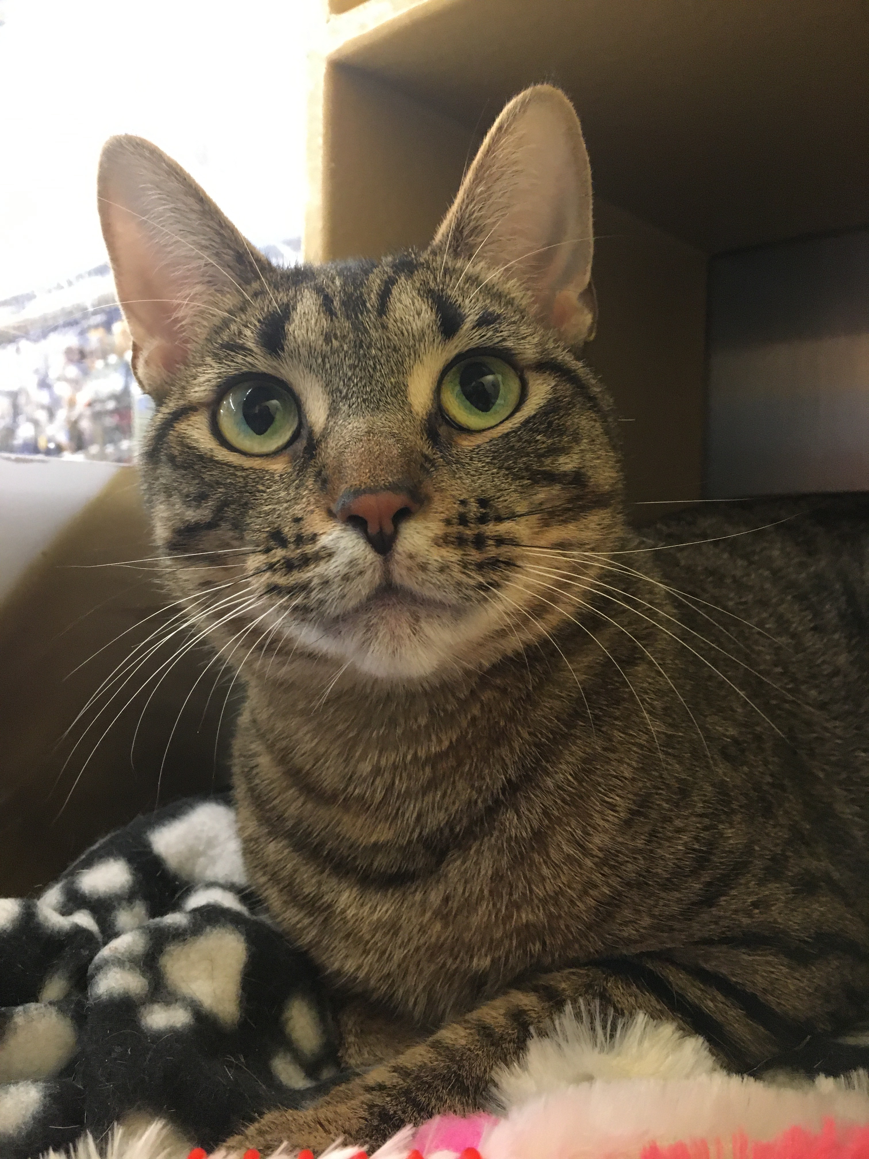 Eclair, an adoptable Tabby, Domestic Short Hair in Solon, OH, 44139 | Photo Image 3