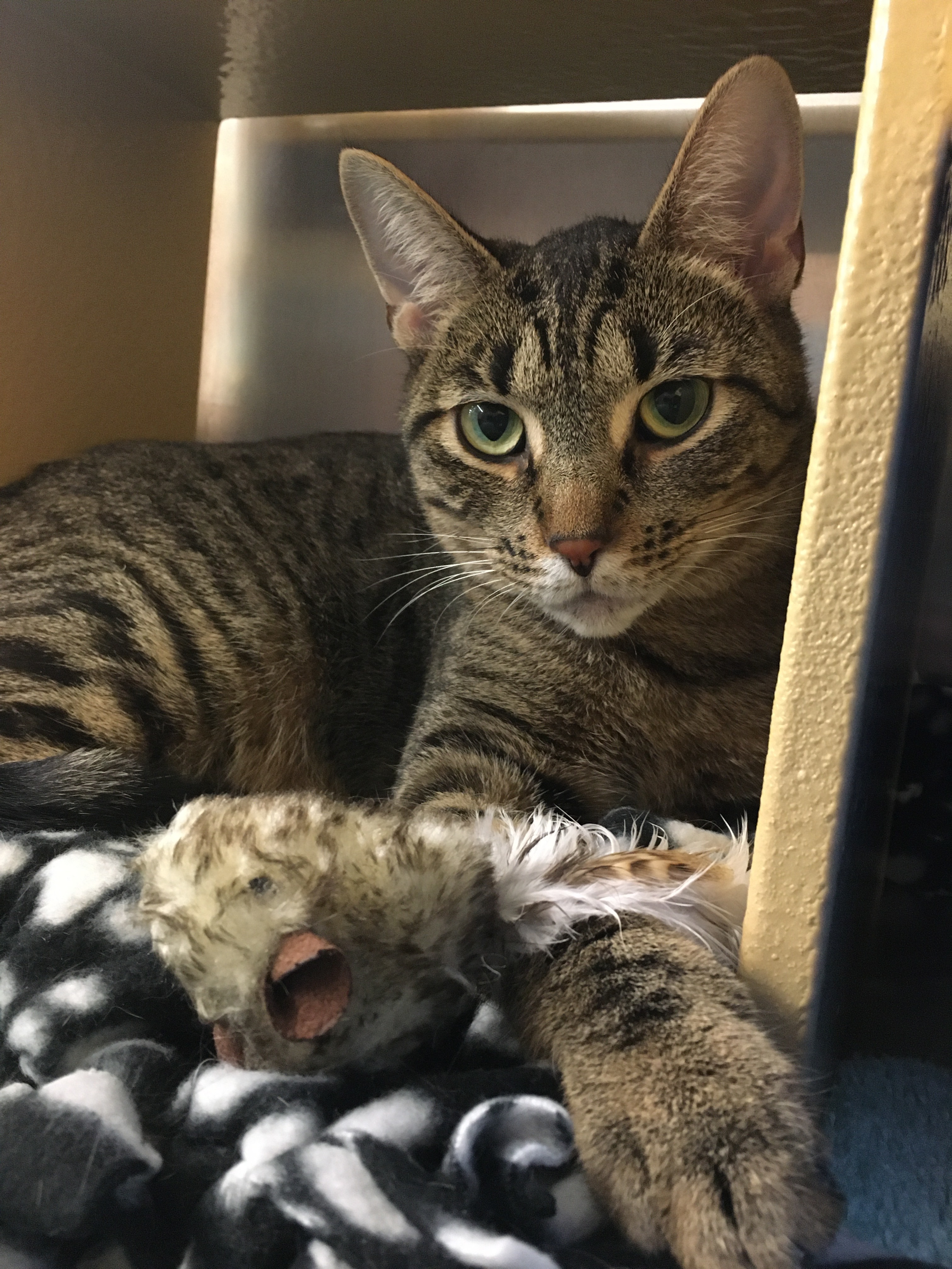 Eclair, an adoptable Tabby, Domestic Short Hair in Solon, OH, 44139 | Photo Image 5
