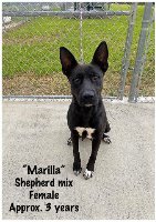 Martha, an adoptable Shepherd, Border Collie in St. Augustine, FL, 32084 | Photo Image 2