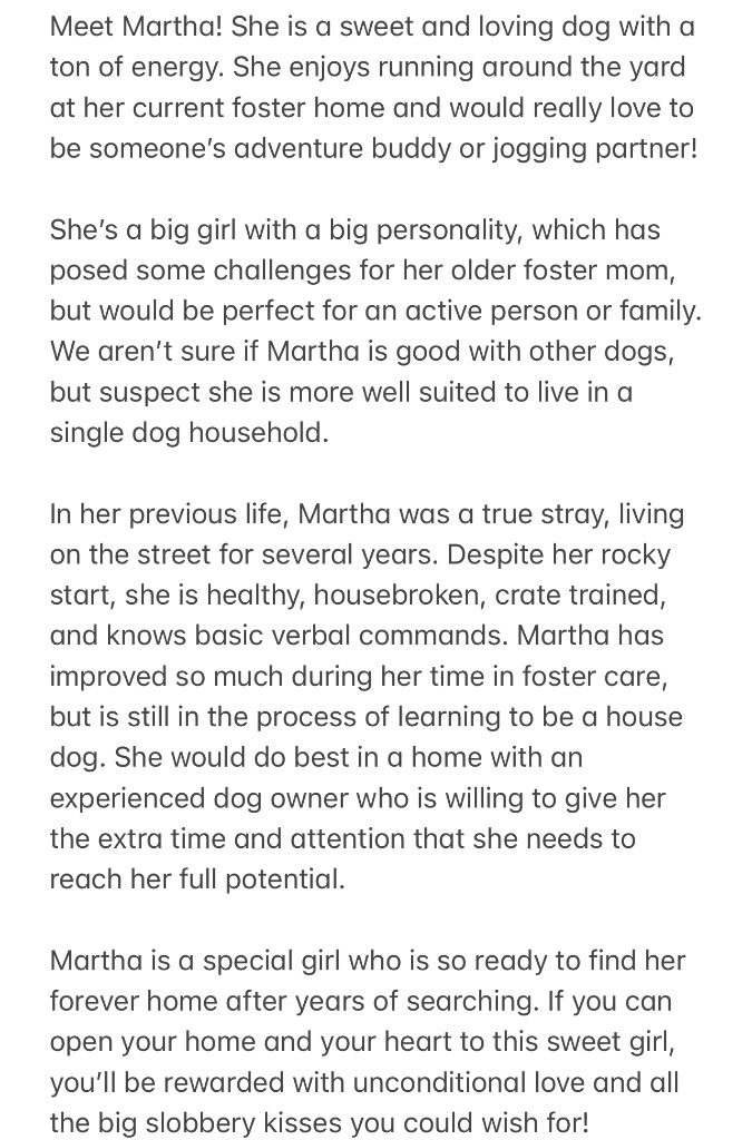 Martha, an adoptable Shepherd, Border Collie in St. Augustine, FL, 32084 | Photo Image 5