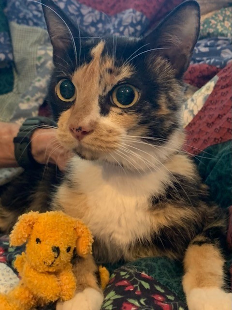 Callie, an adoptable American Shorthair in Dallas, TX, 75228 | Photo Image 2