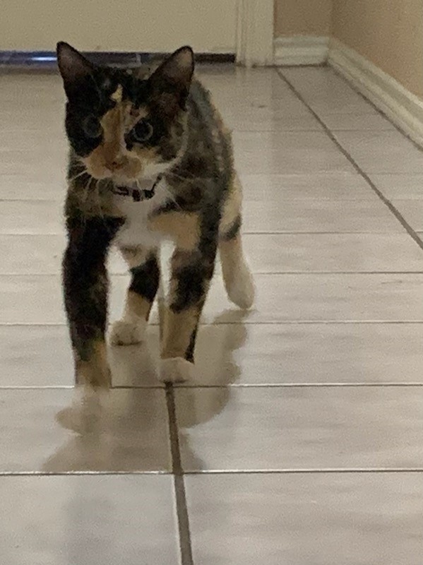 Callie, an adoptable American Shorthair in Dallas, TX, 75228 | Photo Image 3