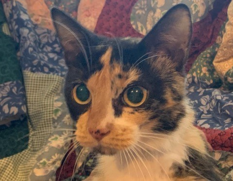 Callie, an adoptable American Shorthair in Dallas, TX, 75228 | Photo Image 1